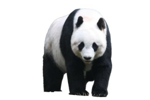 熊猫 PNG免抠