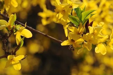 迎春花开图片 迎春花开图片