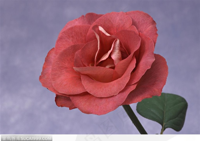 插花艺术-斜放的玫瑰