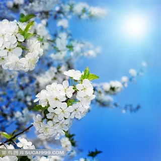 睛空下绽放的绝美梨花鲜花图片 睛空下绽放的绝美梨花鲜花图片