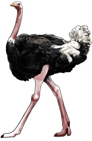 鸵鸟 PNG免抠