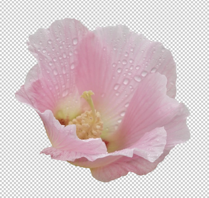 芙蓉花免扣素材