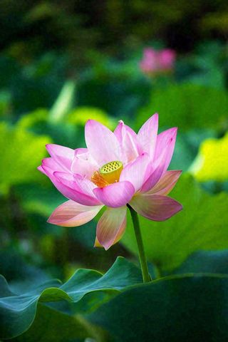 中国风夏日荷花荷叶大气特写摄影，大暑小暑夏至摄影图