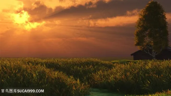 晚霞草丛美景壁纸 晚霞草丛美景壁纸