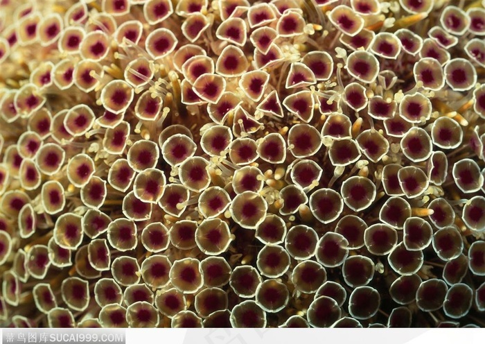 艳丽的珊瑚-圆形褐色的珊瑚