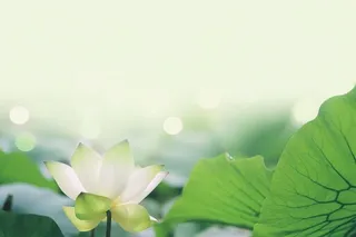 简约摄影清新荷花白绿色背景