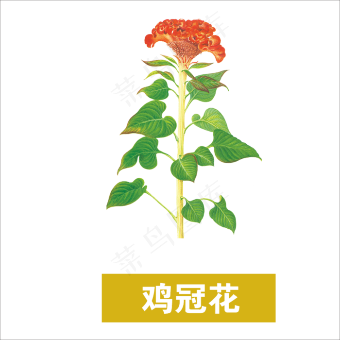 手绘草本中药药材鸡冠花