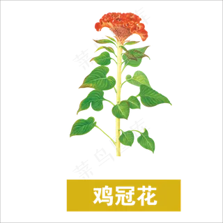 手绘草本中药药材鸡冠花