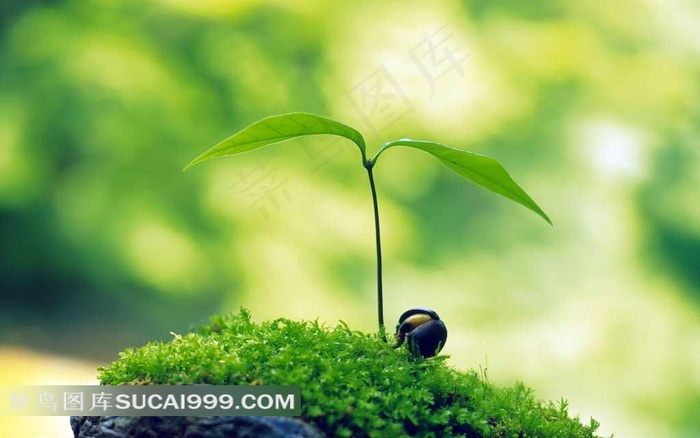绿色苔藓中长出两片绿叶的嫩芽