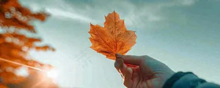 秋天手拿秋叶落日光照，温馨特写，立秋秋分摄影图