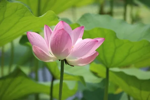 荷花桌面背景图片 荷花桌面背景图片