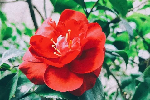 花儿图片素材 花儿图片素材