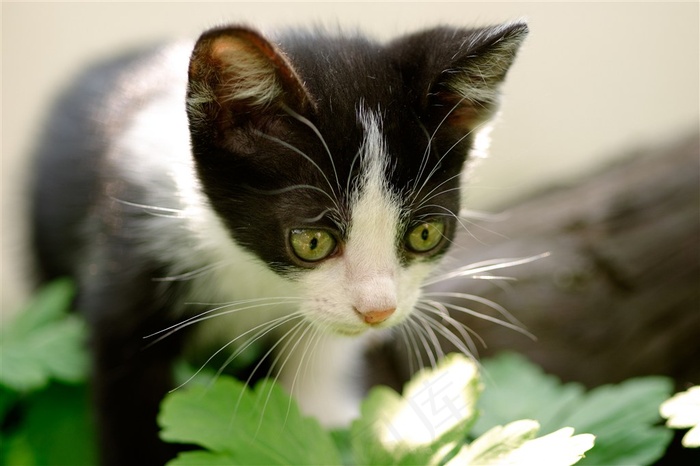 宠物猫家宠图片素材