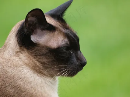 宠物猫肖像图片素材 宠物猫肖像图片素材
