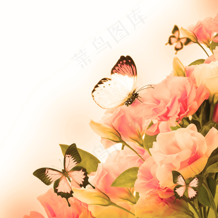 唯美蝴蝶玫瑰花图片