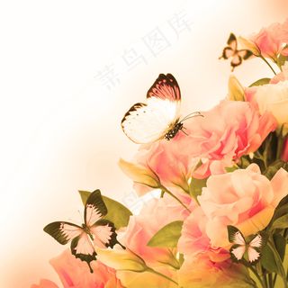 唯美蝴蝶玫瑰花图片