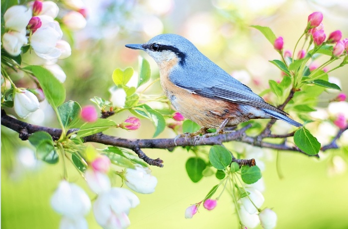 冬天白雪背景风景