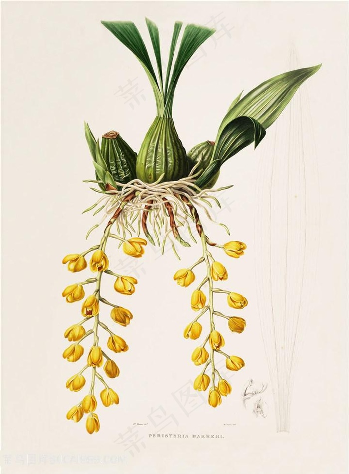 手绘高清兰花复古插画