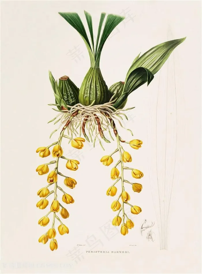 手绘高清兰花复古插画