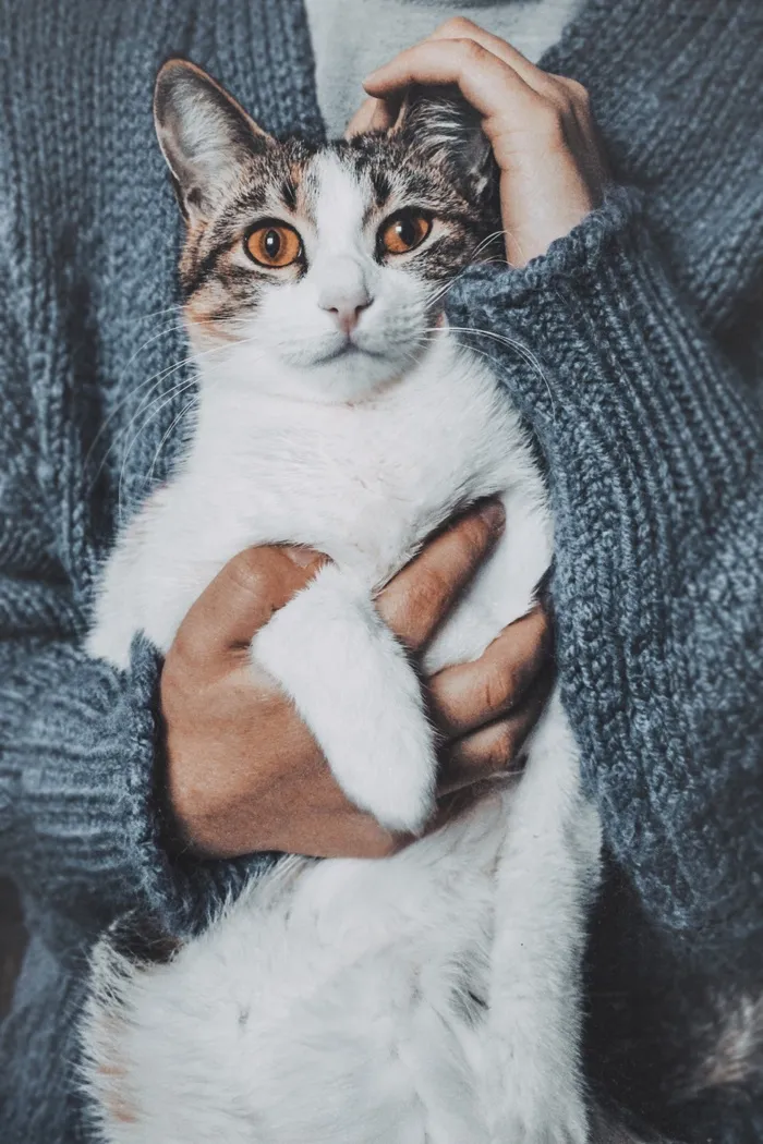 可爱猫咪猫猫摄影素材