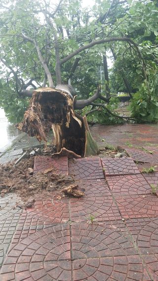 折腰大树摄影图