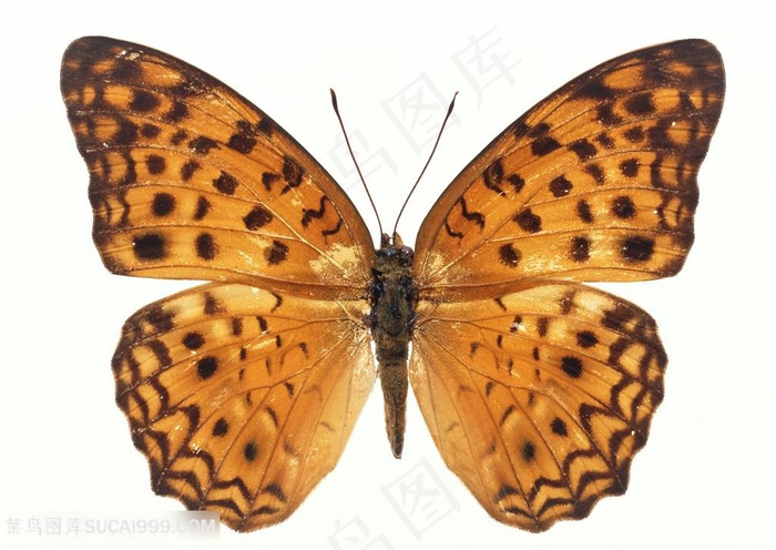 高清黄色蛱蝶蝴蝶标本图片