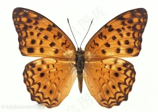 高清黄色蛱蝶蝴蝶标本图片