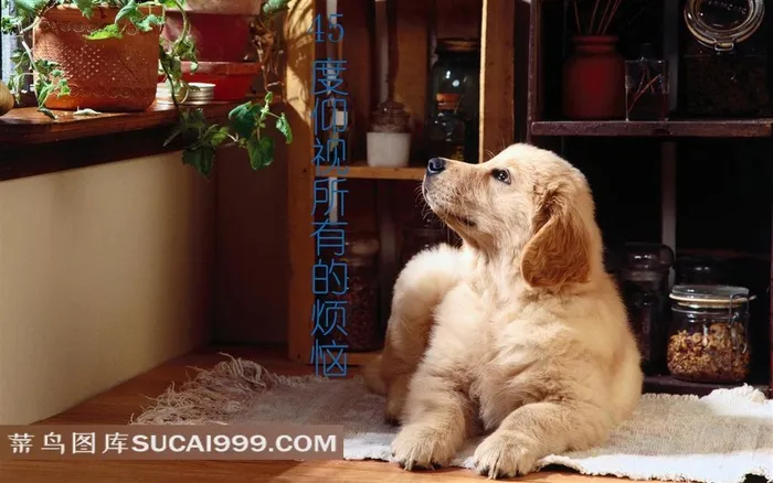 储物室中的狗