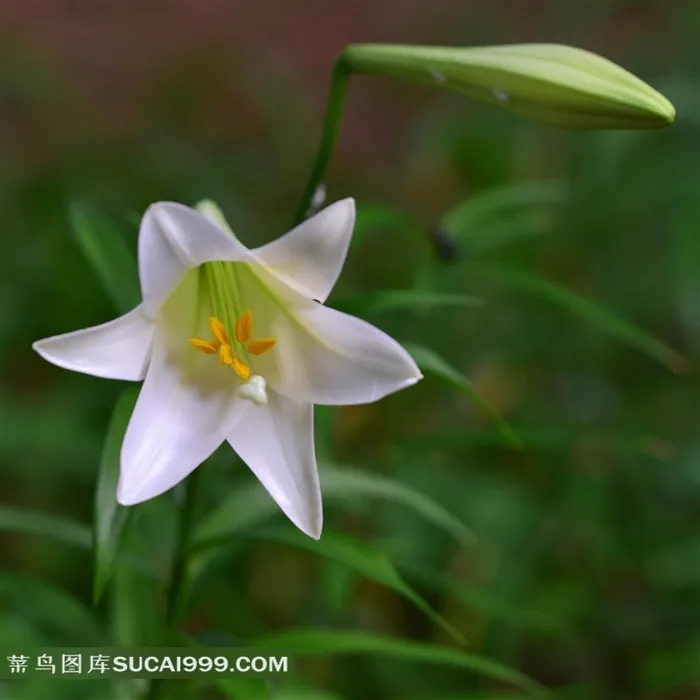 美丽的白色百合花