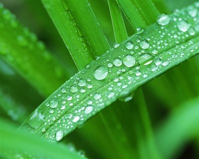 唯美叶子上的水珠