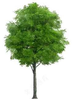 树木免扣图片 