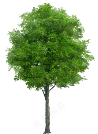 树木免扣图片 