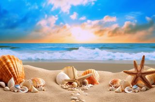 沙滩上的海星和贝壳充满活力的舞台背景