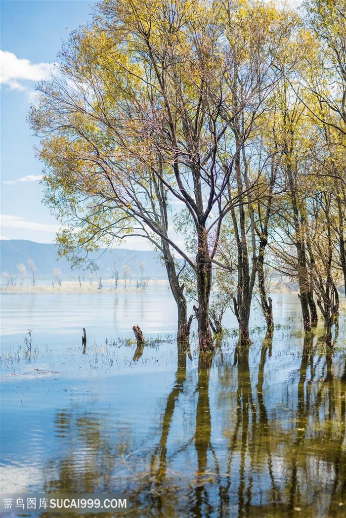 河边树林风景图片