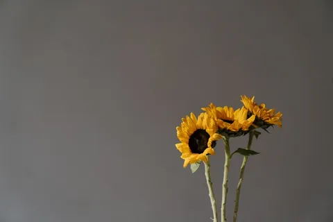 黄色向日葵摄影素材
