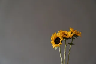 黄色向日葵摄影素材