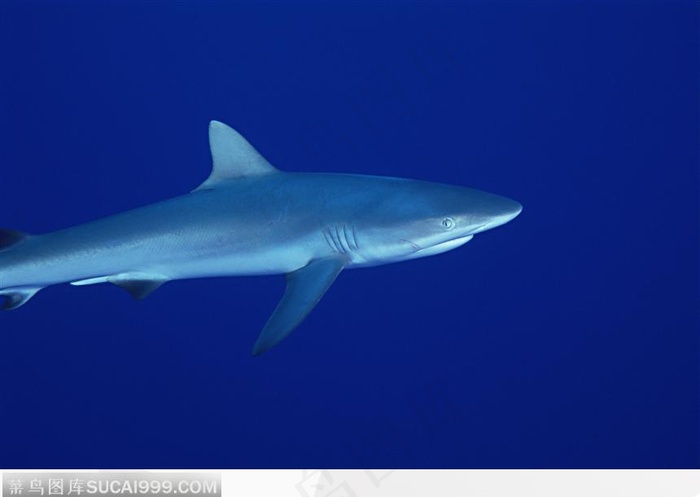 悠闲的鲨鱼