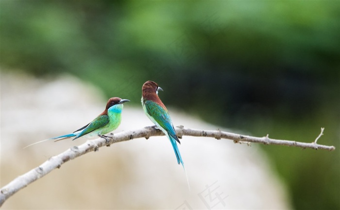 蓝喉蜂虎鸟类素材图片