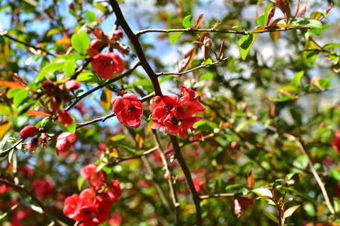 红梅花图片 红梅花图片