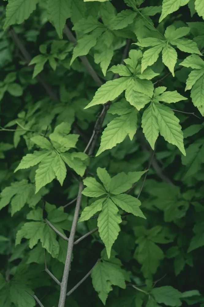 简约树叶清新绿色大气摄影背景