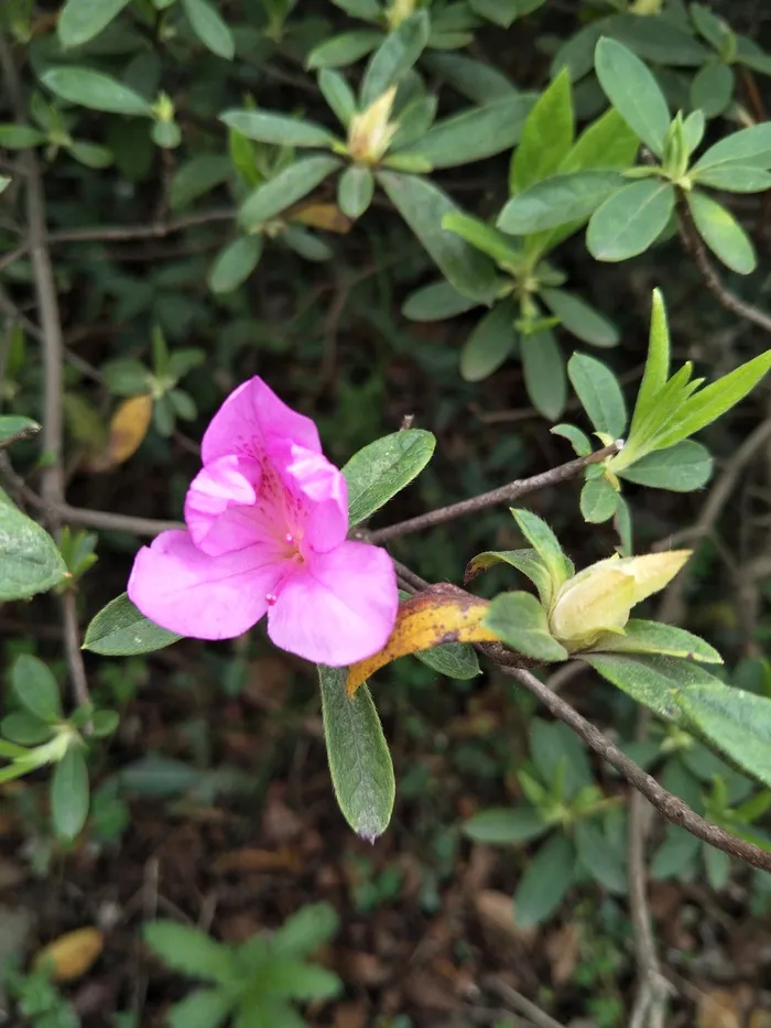 紫色的小花花