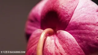 时尚小红花壁纸