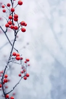果实红色成霜冰冷背景