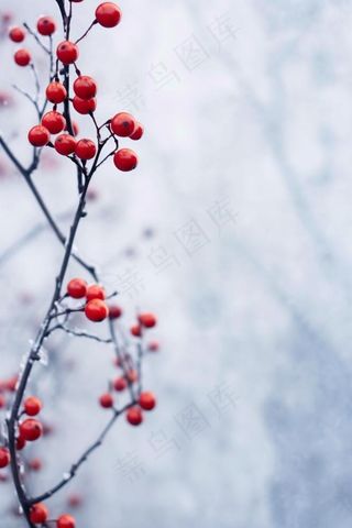 果实红色成霜冰冷背景