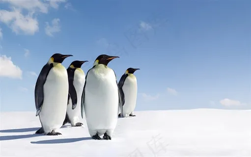 海洋之舟可爱的企鹅摄影图片 海洋之舟可爱的企鹅摄影图片