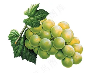 带把带树叶的绿色葡萄