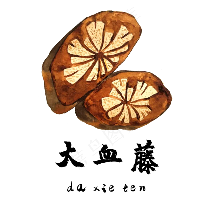手绘草本中药药材大血藤