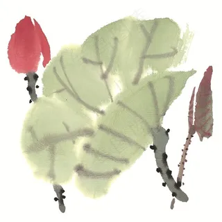 花卉高清图片素材