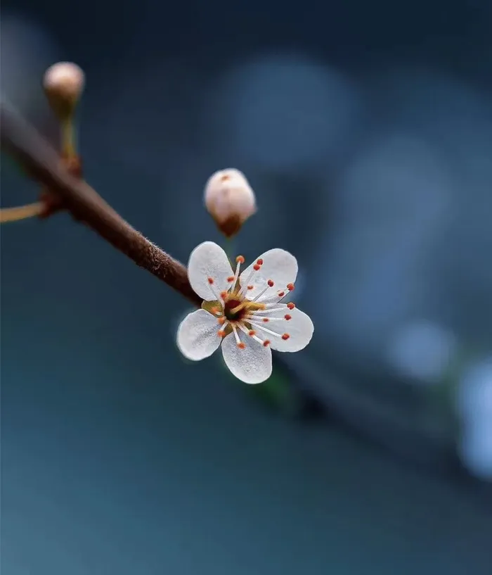 桃花背景图