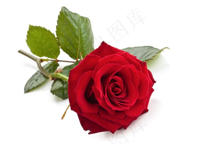 红色玫瑰花鲜花图片